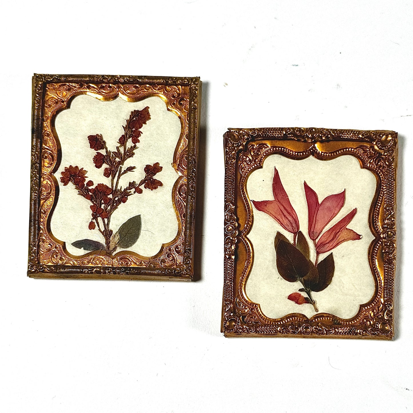 Victorian Flower Botanical Specimens