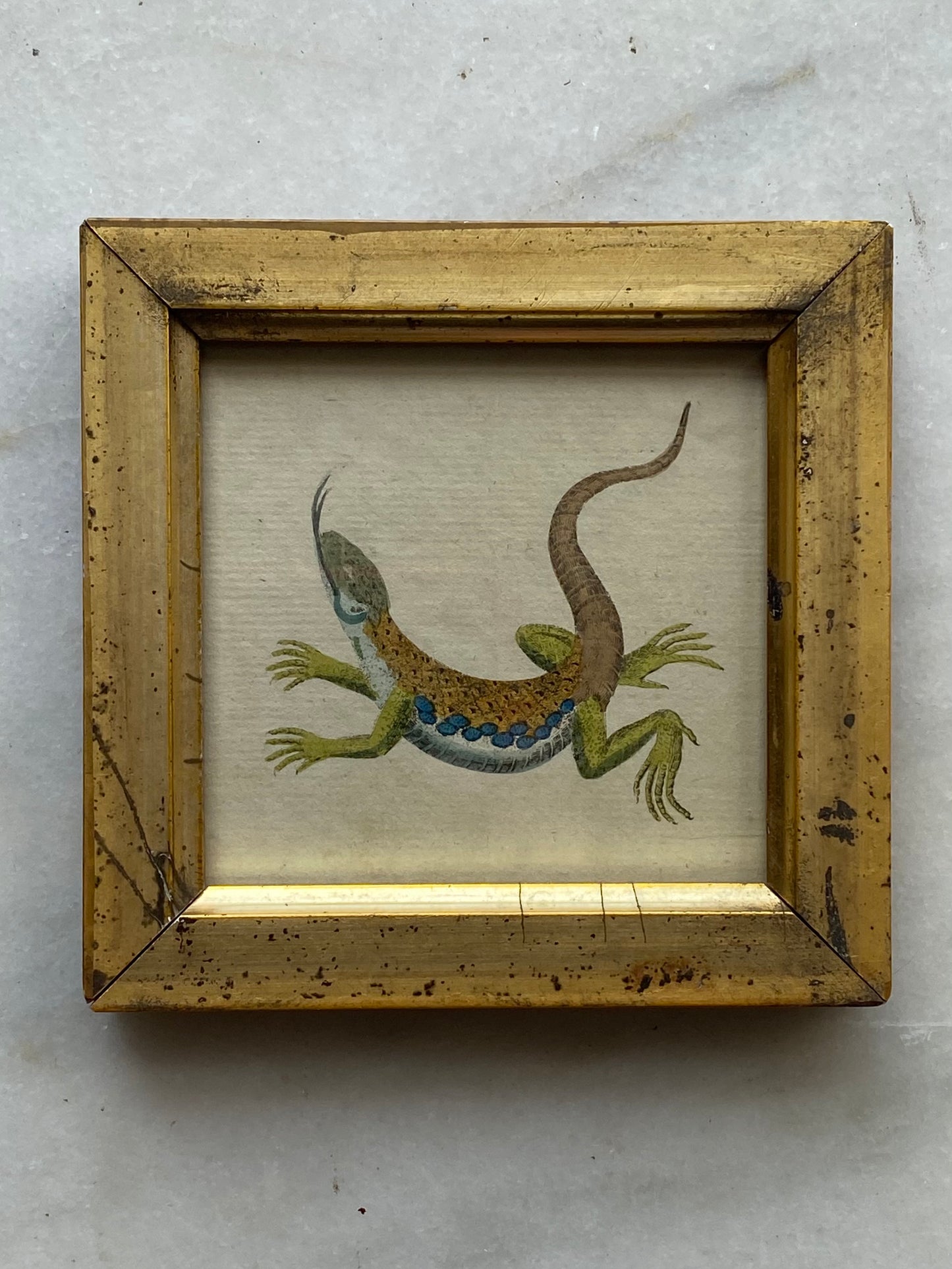 Antique Gold Gilded Framed Lizard Illustration, 1786