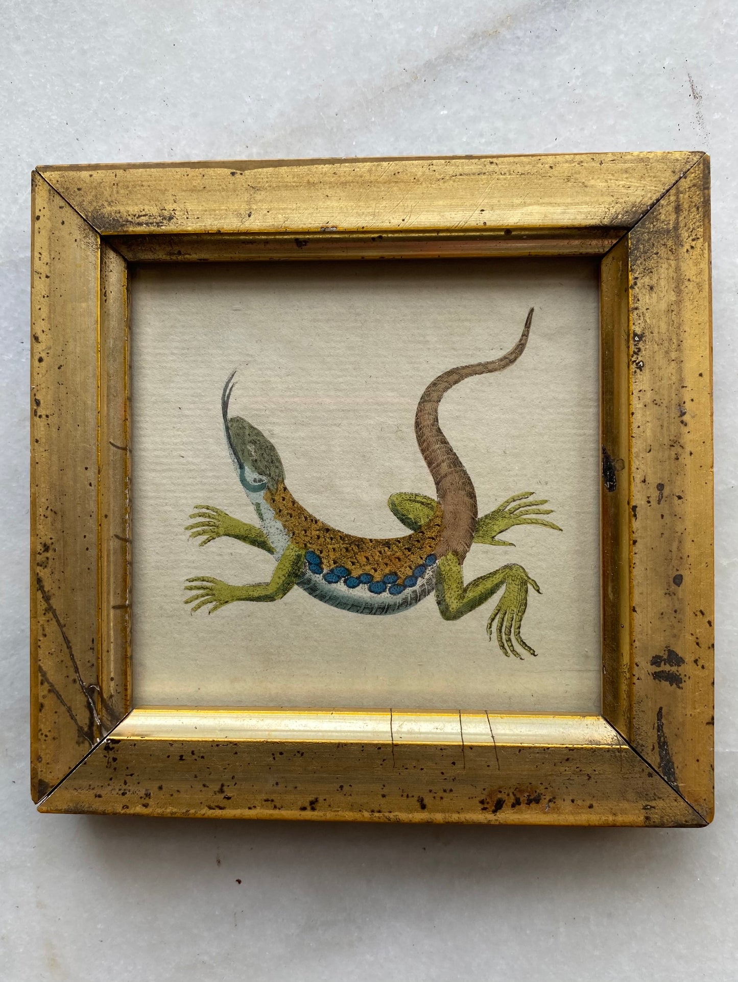 Antique Gold Gilded Framed Lizard Illustration, 1786