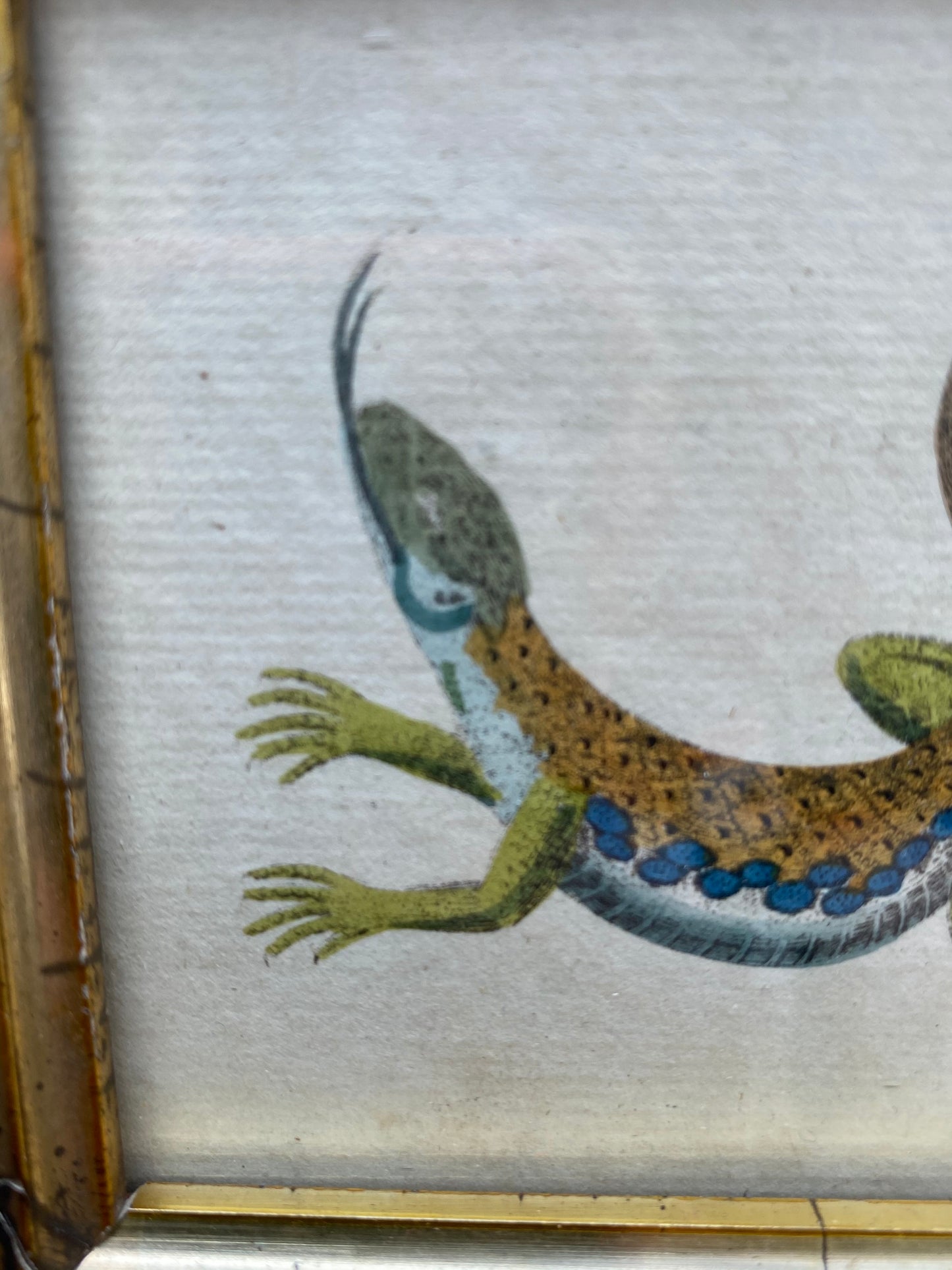 Antique Gold Gilded Framed Lizard Illustration, 1786