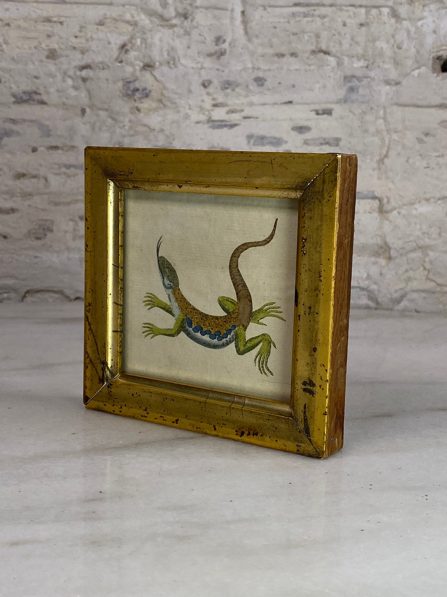 Antique Gold Gilded Framed Lizard Illustration, 1786