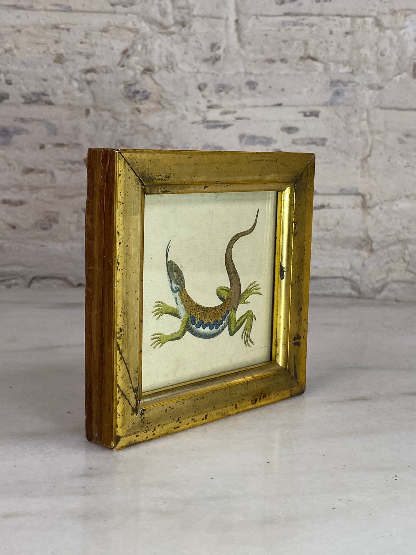 Antique Gold Gilded Framed Lizard Illustration, 1786